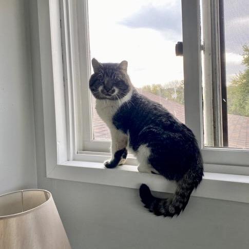 Enlarge Bob(cat) 22181, a Adoptable Domestic Short Hair in Minneapolis, MN image 1/3