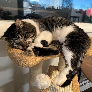 Enlarge Bob(cat) 22181, a Adoptable Domestic Short Hair in Minneapolis, MN image 2/3