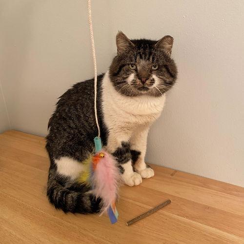 Enlarge Bob(cat) 22181, a Adoptable Domestic Short Hair in Minneapolis, MN image 3/3