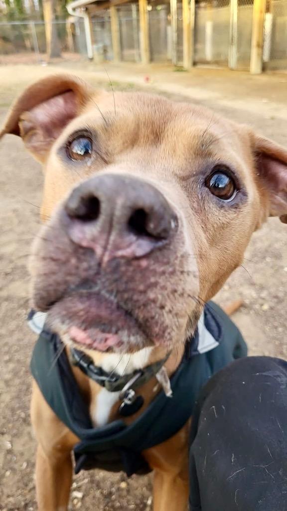 Maple, a Adoptable mixed breed in Hampton, VA image 1/4