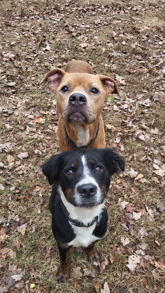 Enlarge Maple, a Adoptable mixed breed image 1/2