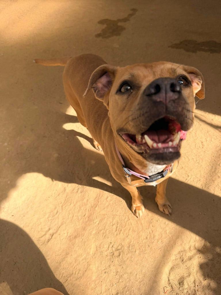 Maple, a Adoptable mixed breed in Hampton, VA image 4/5