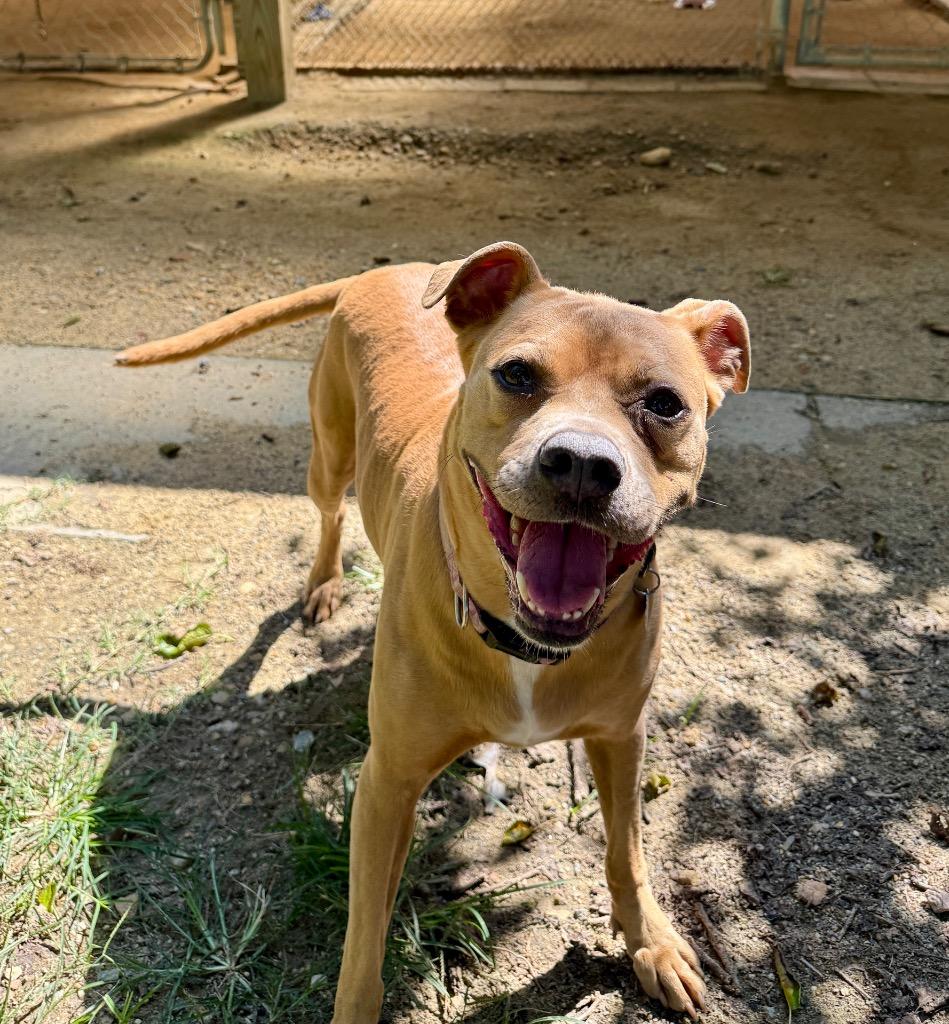 Enlarge Maple, a Adoptable mixed breed in Hampton, VA image 5/6