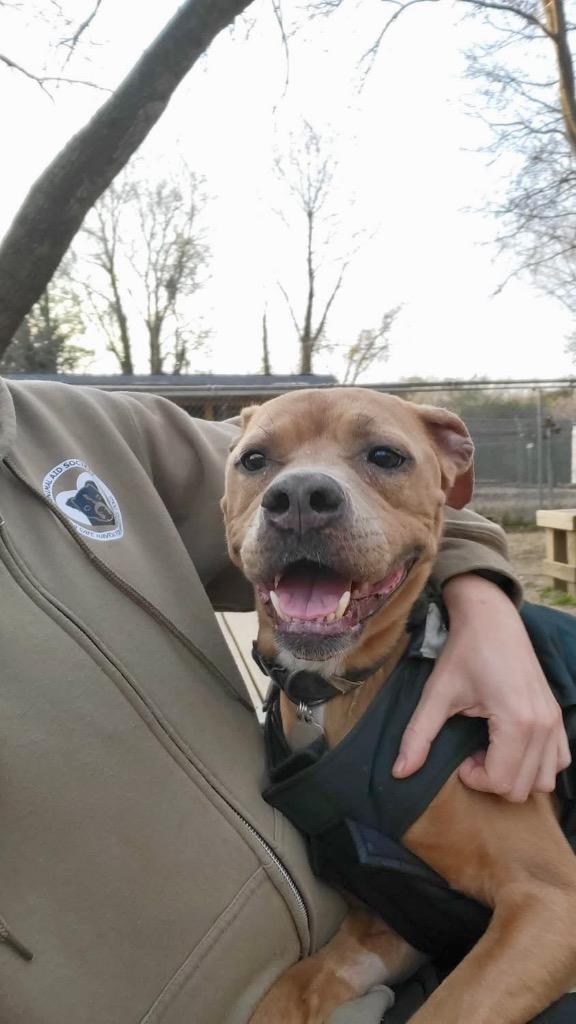 Enlarge Maple, a Adoptable mixed breed in Hampton, VA image 4/4