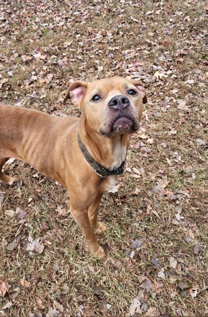 Enlarge Maple, a Adoptable mixed breed image 2/2