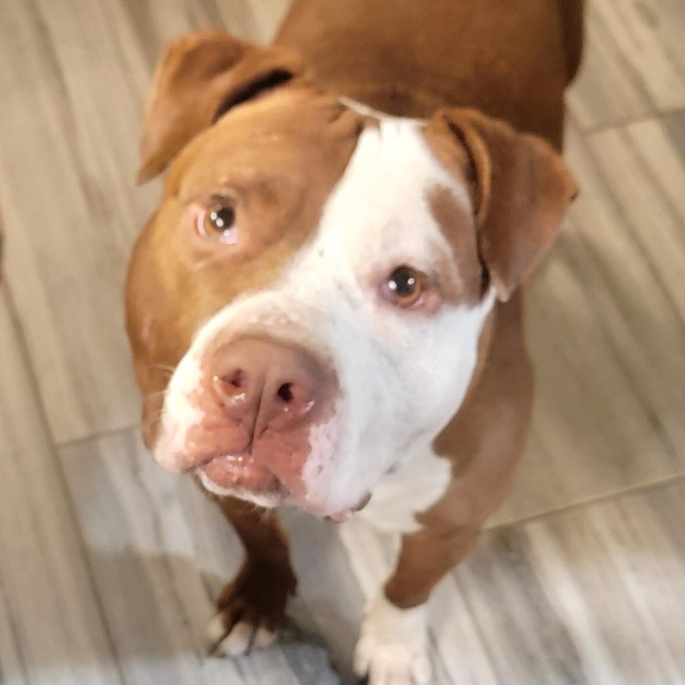 Pebbles, Adoptable, Adult Female American Bully & Bulldog.