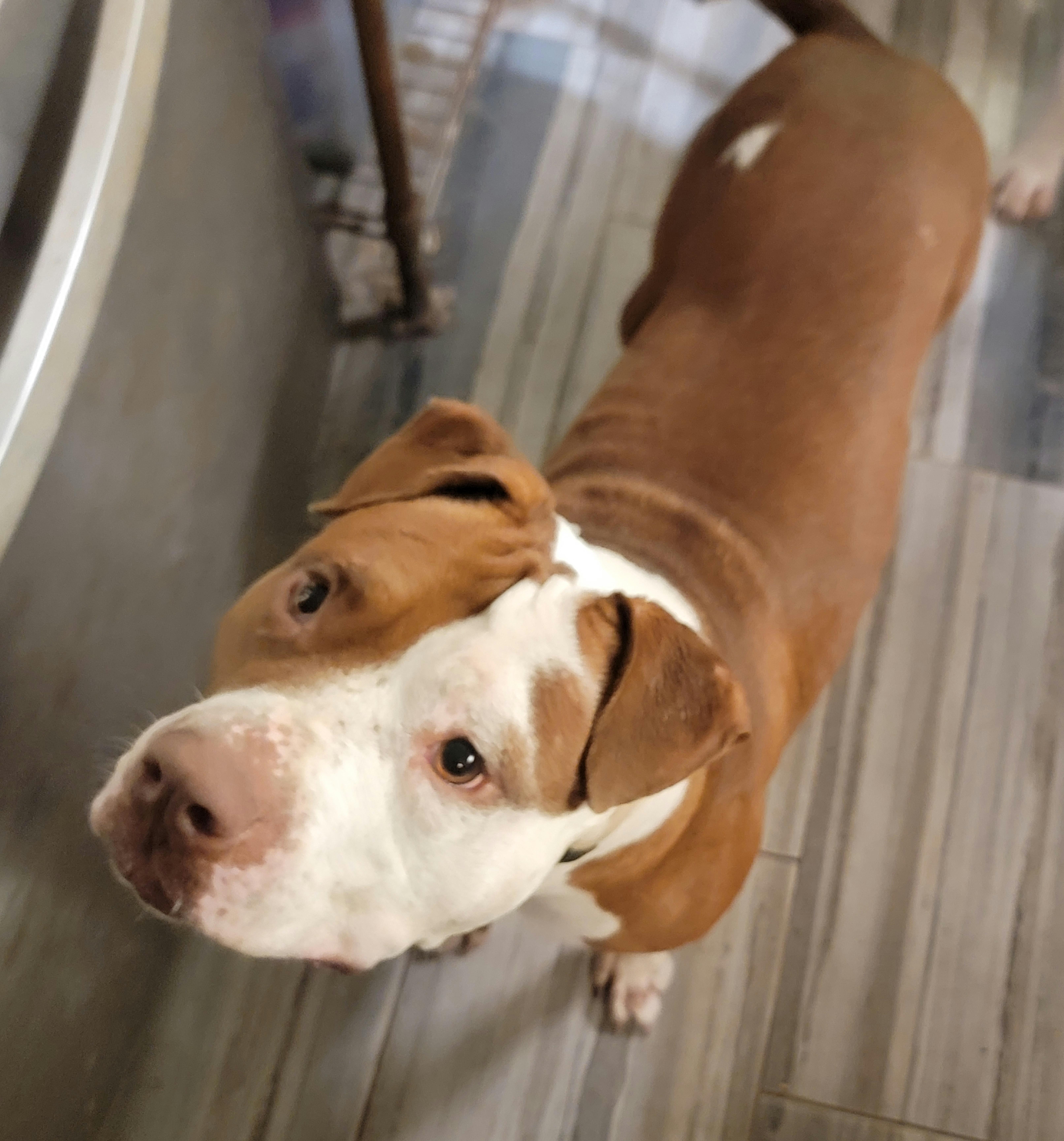 Enlarge Pebbles, a Adoptable mixed breed in Tomball, TX image 5/6