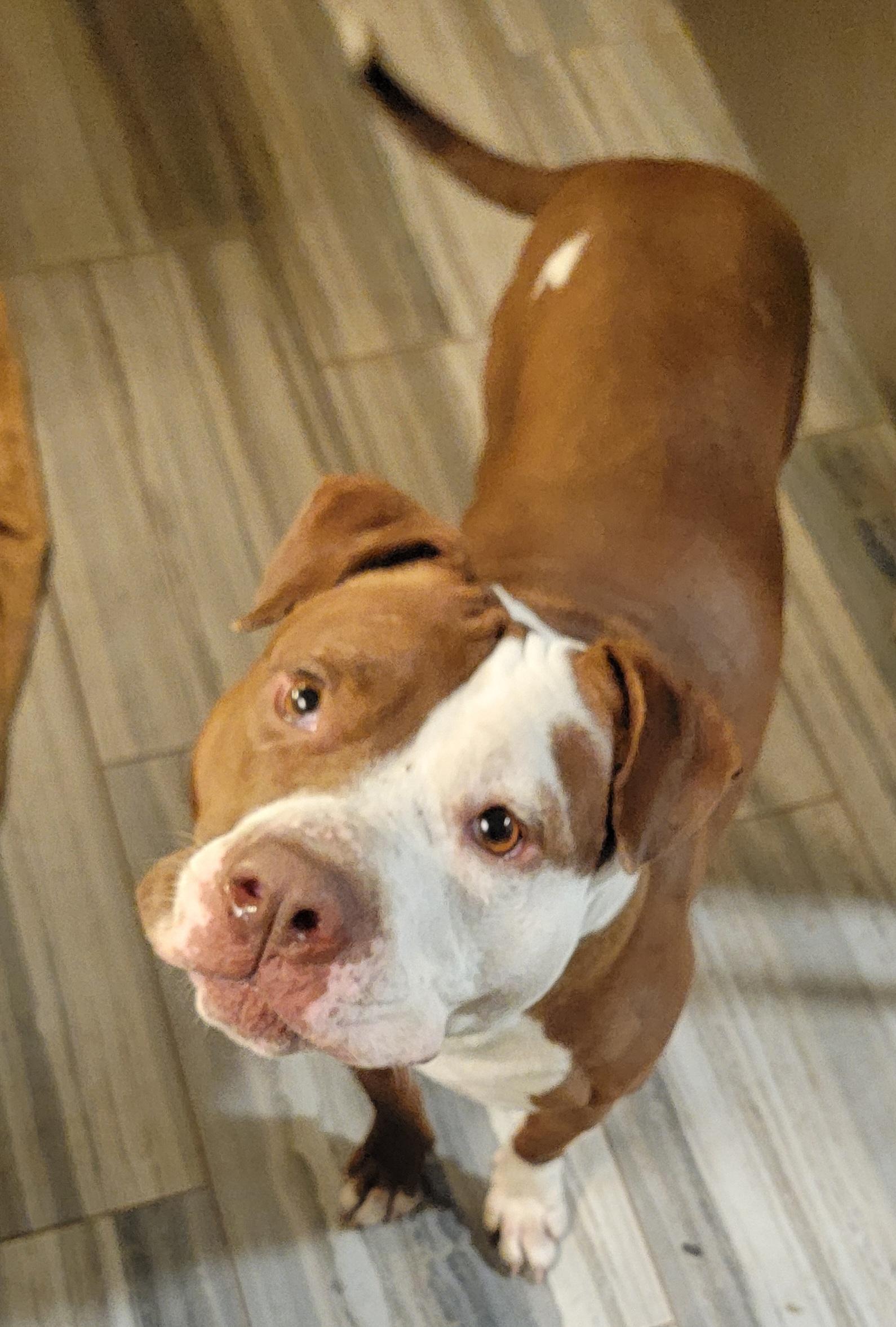Enlarge Pebbles, a Adoptable mixed breed in Tomball, TX image 2/6