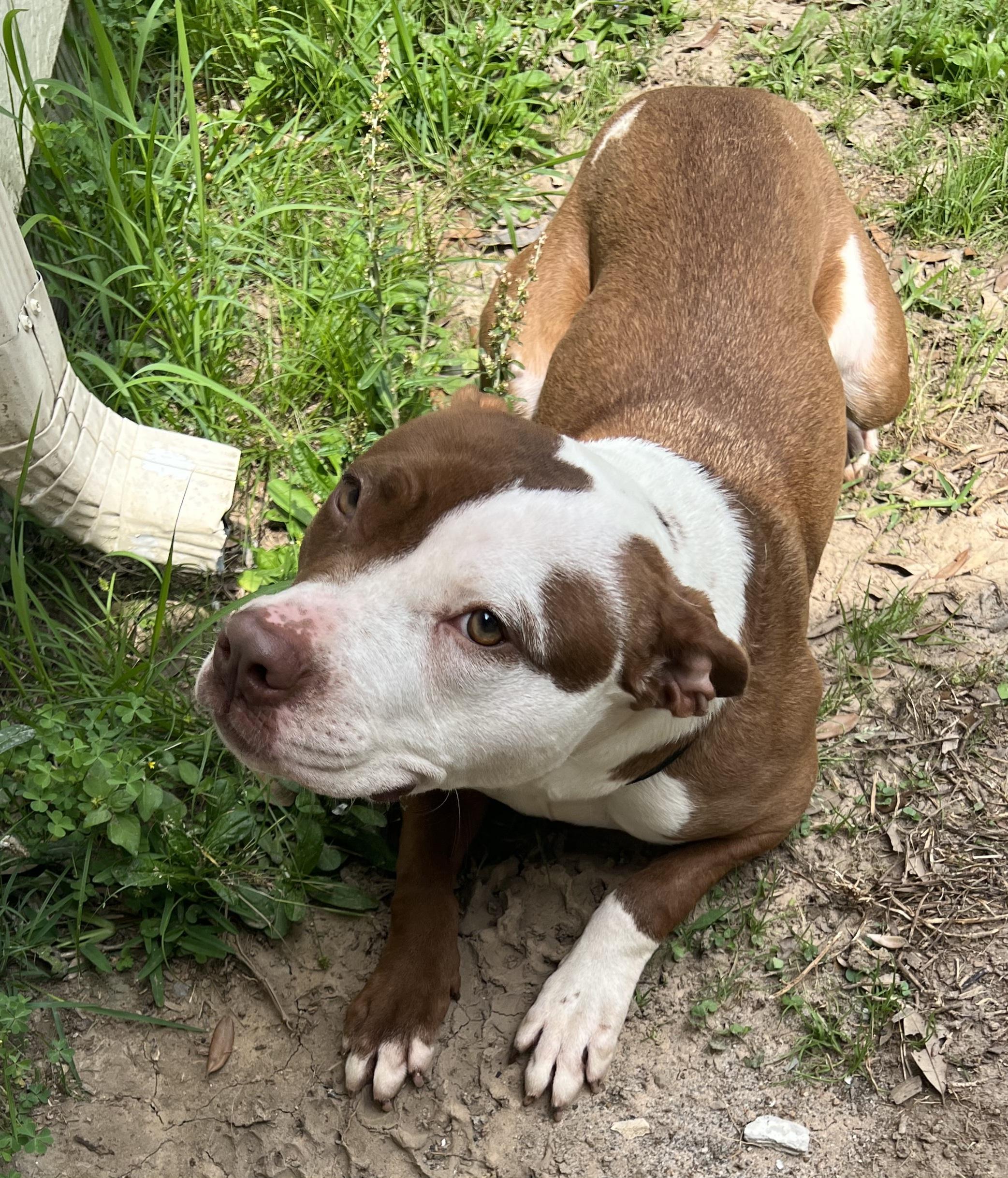 Enlarge Pebbles, a Adoptable mixed breed in Tomball, TX image 3/6