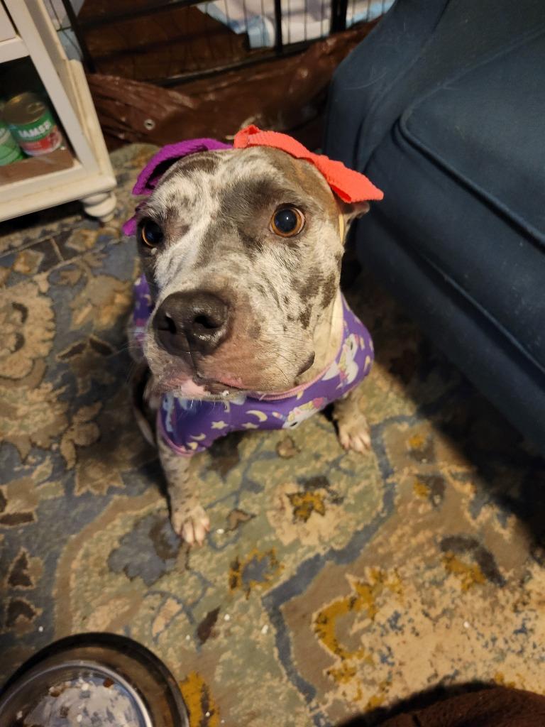 Margeaux, Adoptable, Adult Female Catahoula Leopard Dog.