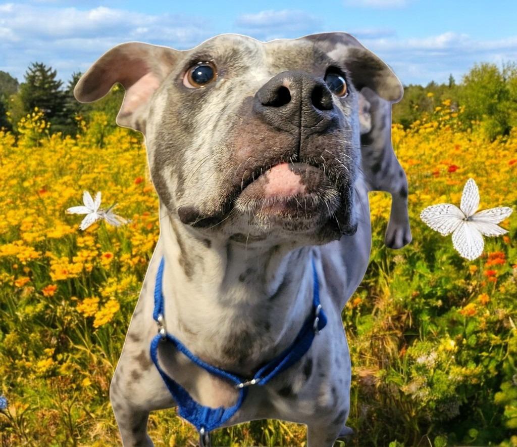 Margeaux, Adoptable, Adult Female Catahoula Leopard Dog.