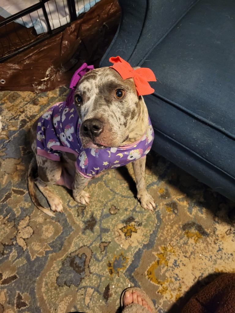 Enlarge Margeaux, a Adoptable mixed breed in Spring, TX image 3/5