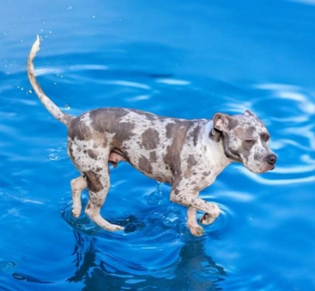 Enlarge Margeaux, a Adoptable mixed breed in Spring, TX image 4/5