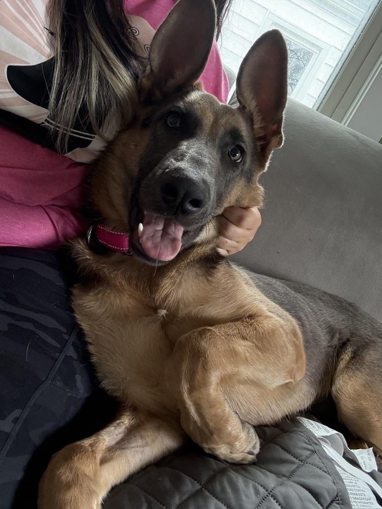 Enlarge Antler, a Adoptable mixed breed in Cheektowaga, NY image 2/3