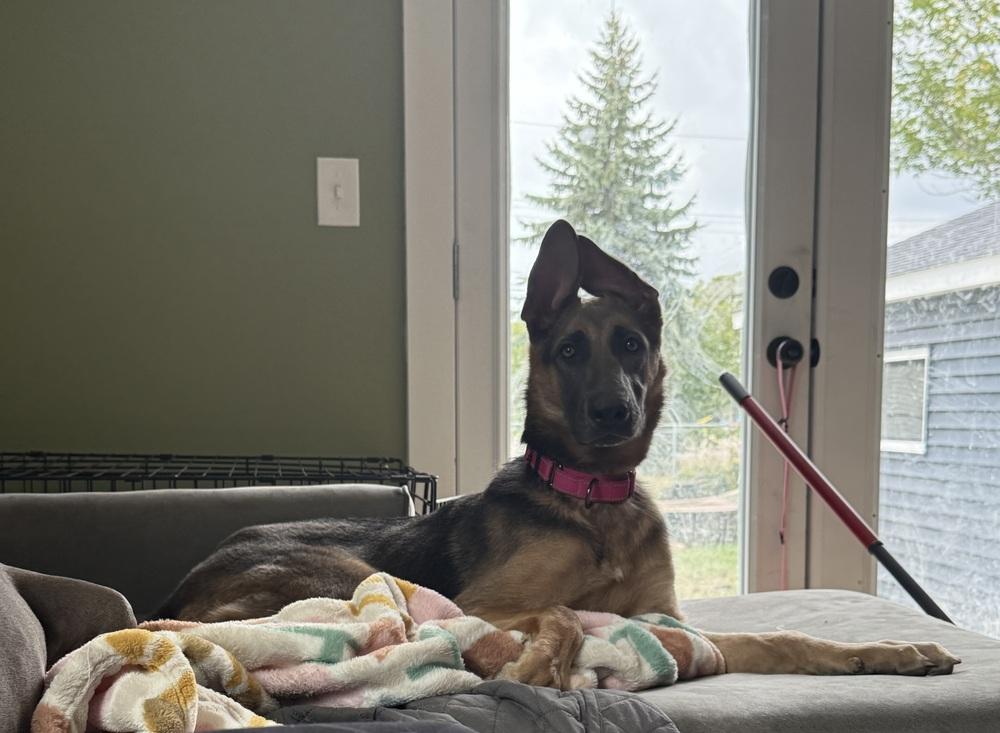 Enlarge Antler, a Adoptable mixed breed in Cheektowaga, NY image 3/3