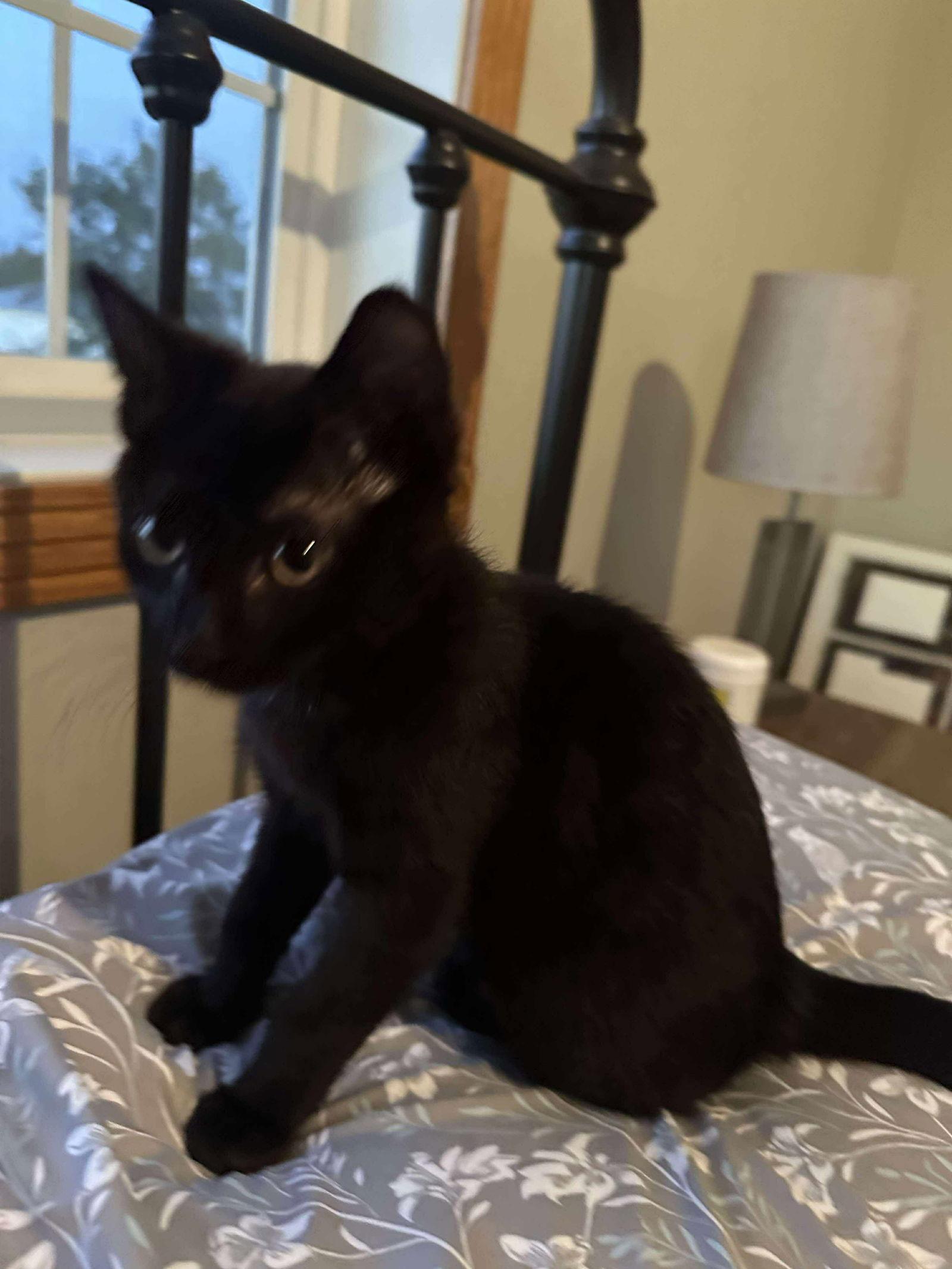 Enlarge Finn, a Adopted Domestic Short Hair in Alexandria, MN image 1/3