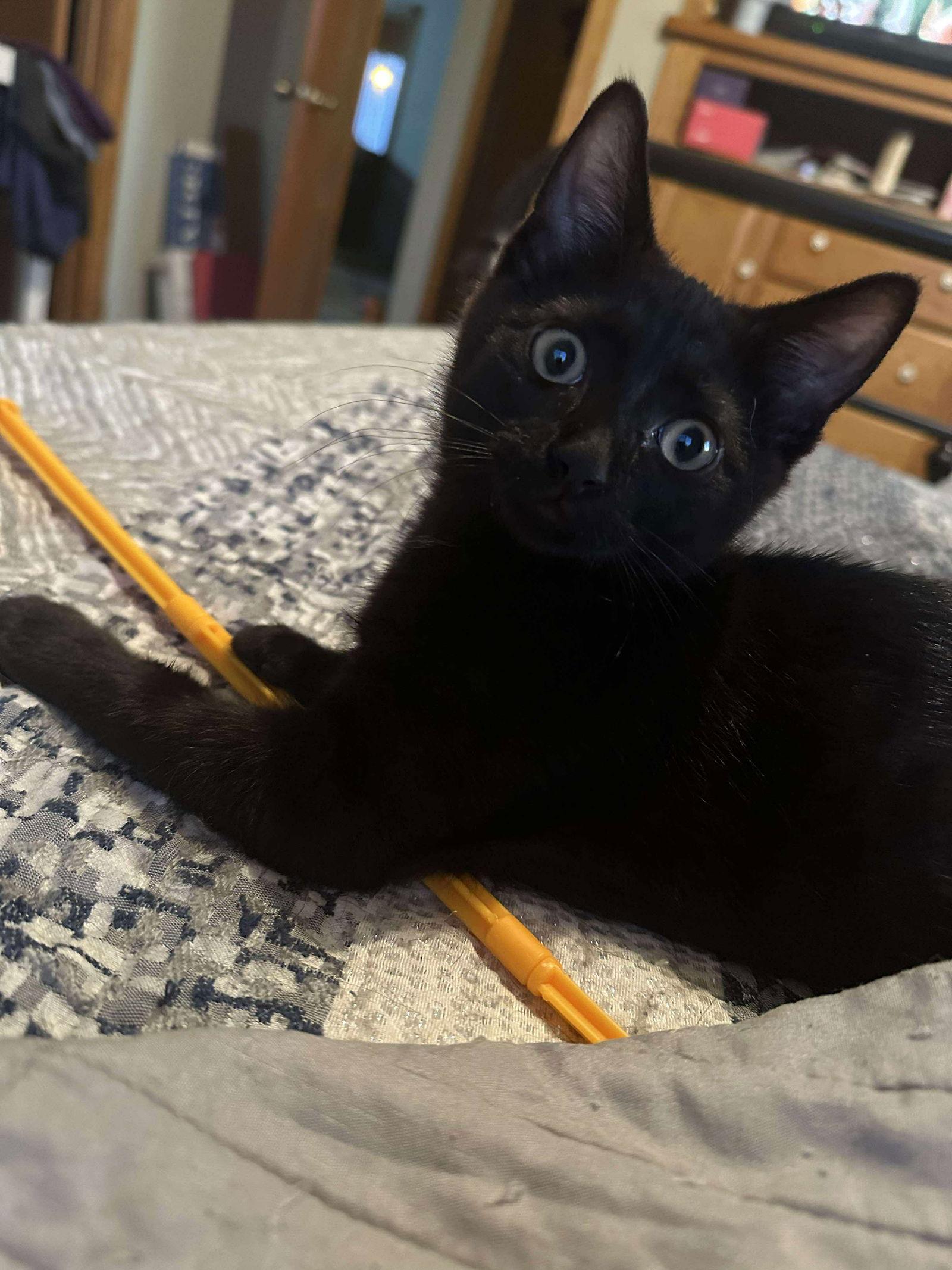 Enlarge Finn, a Adopted Domestic Short Hair in Alexandria, MN image 2/3