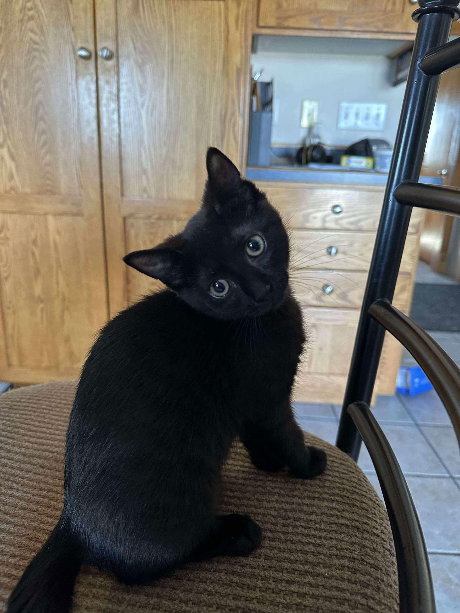 Enlarge Finn, a Adopted Domestic Short Hair in Alexandria, MN image 3/3