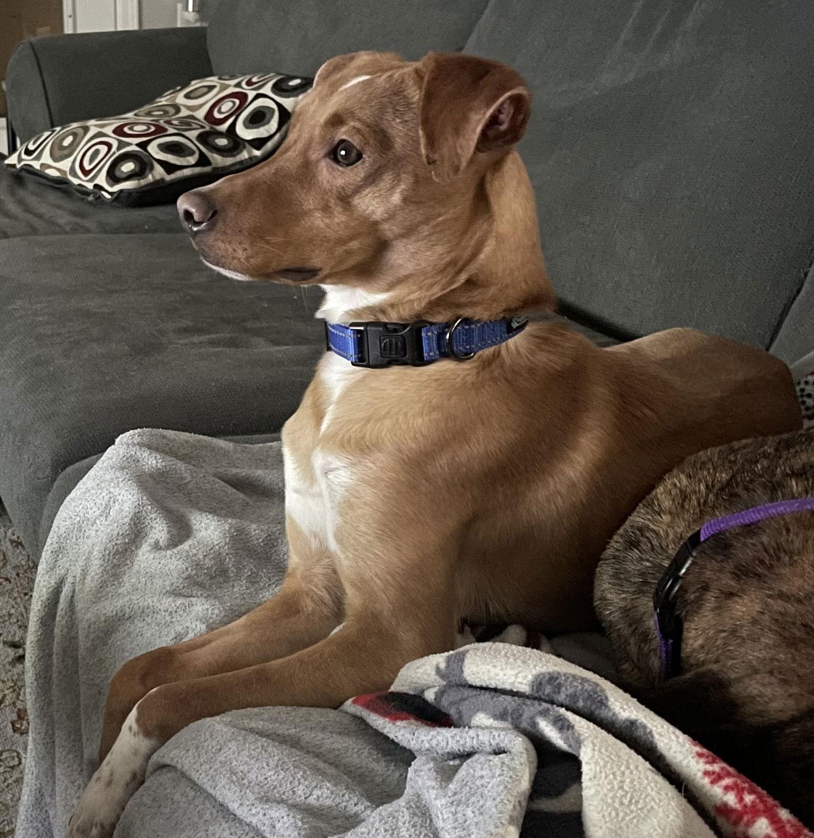 Enlarge Cheerio, a Adoptable mixed breed in Gates Mills, OH image 2/3