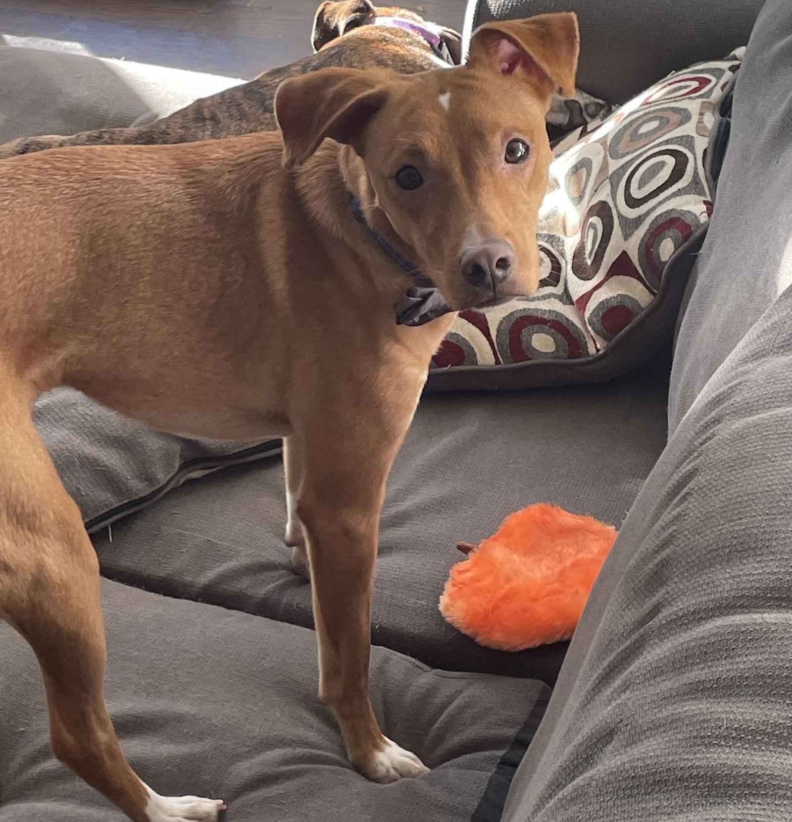 Enlarge Cheerio, a Adoptable mixed breed in Gates Mills, OH image 3/3