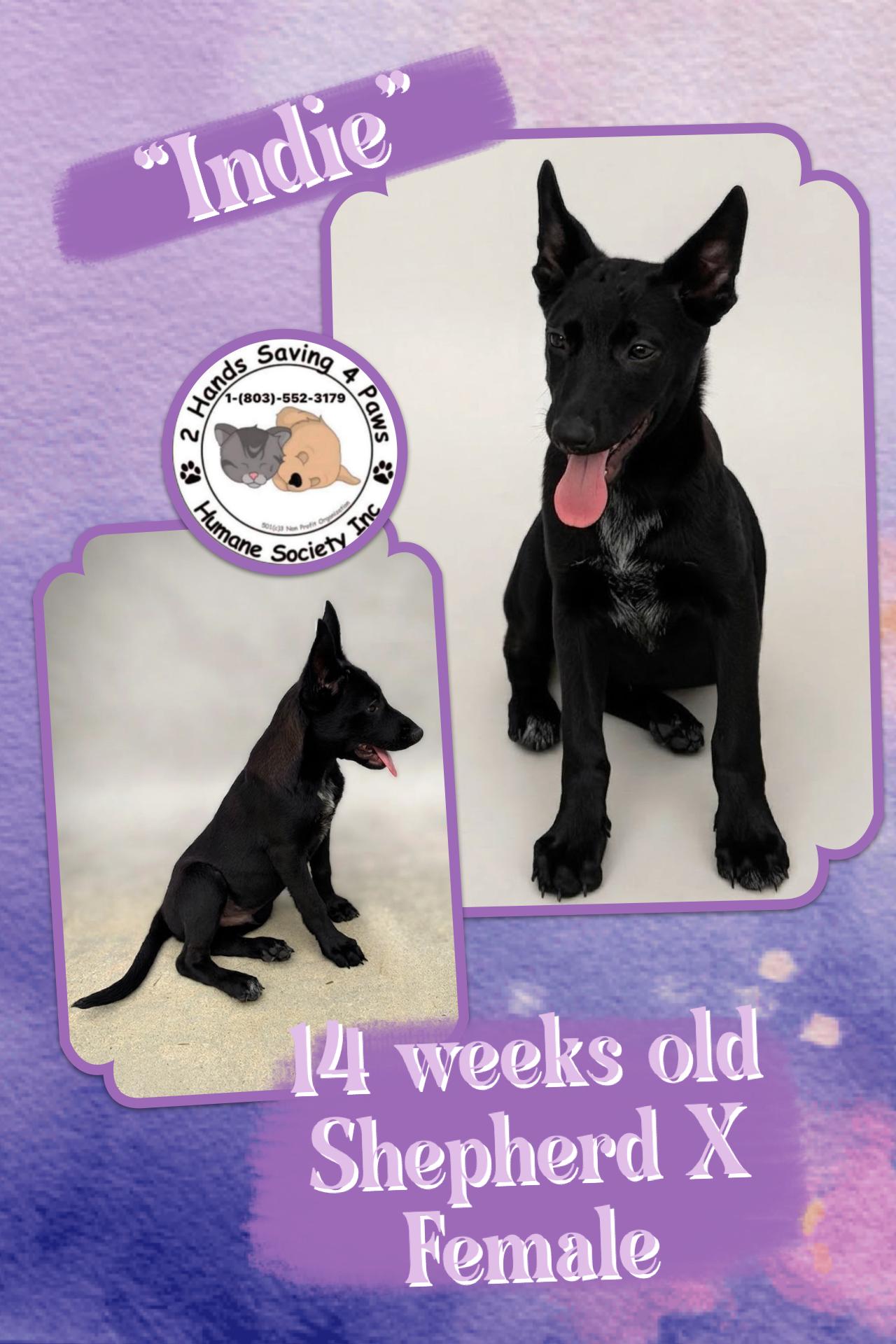 Enlarge Indie, a Adoptable mixed breed in Totowa, NJ image 1/2