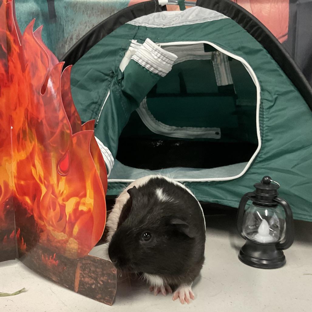 Enlarge Emery, a Adoptable Guinea Pig in Henderson, NV image 1/1