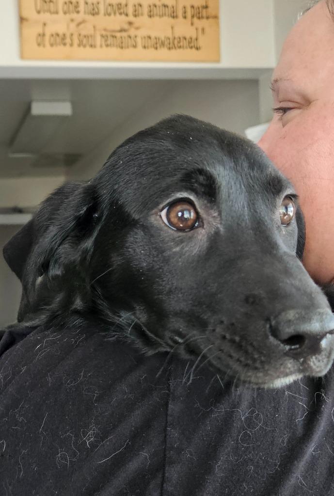 Thursday, Adoptable, Puppy Female Labrador Retriever & Pit Bull Terrier.