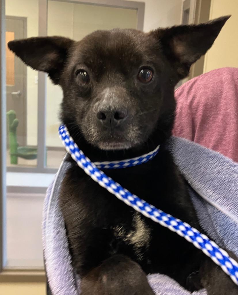 Fleetwood, Adoptable, Senior Male Chihuahua.
