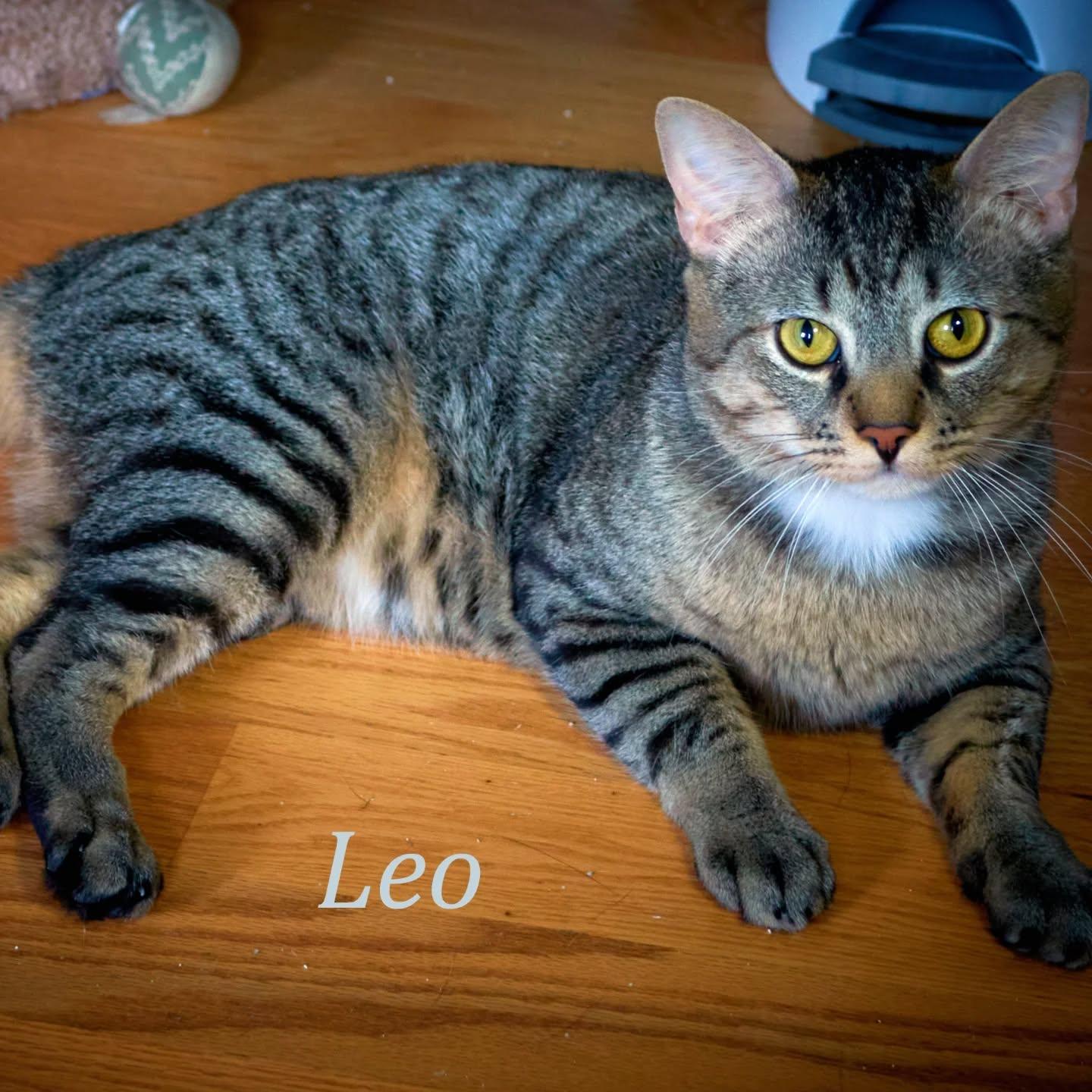 Leo (extremely shy and a freshie=project kitty!)