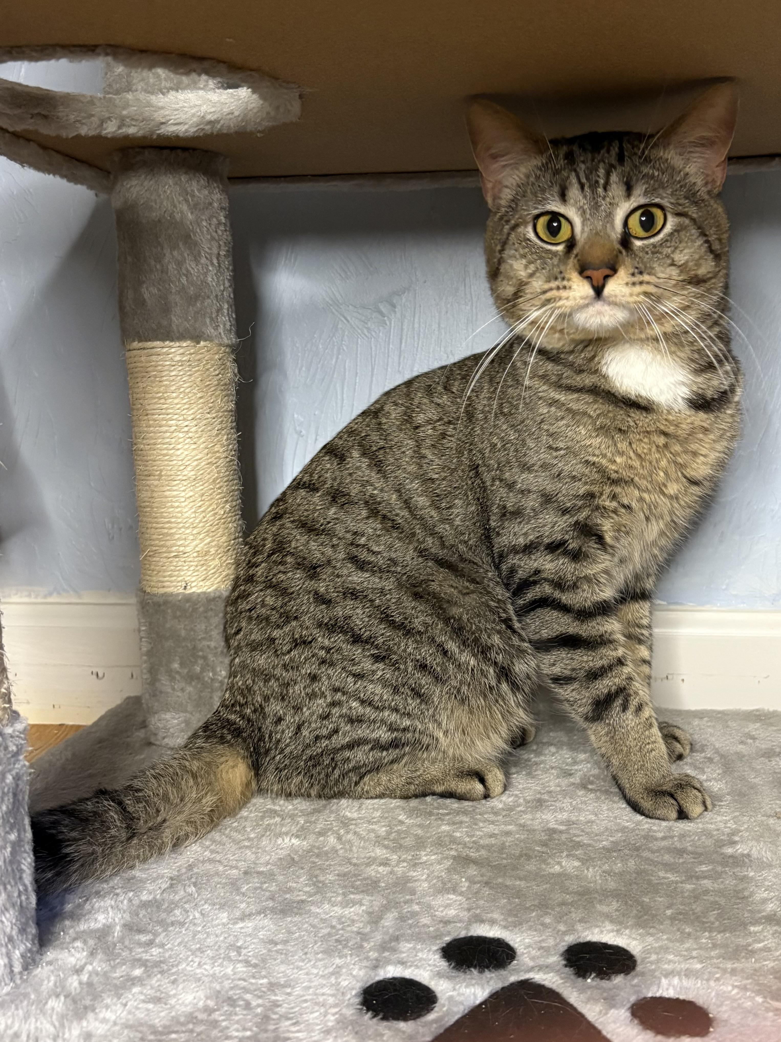 Leo (extremely shy and a freshie=project kitty!) photo 2