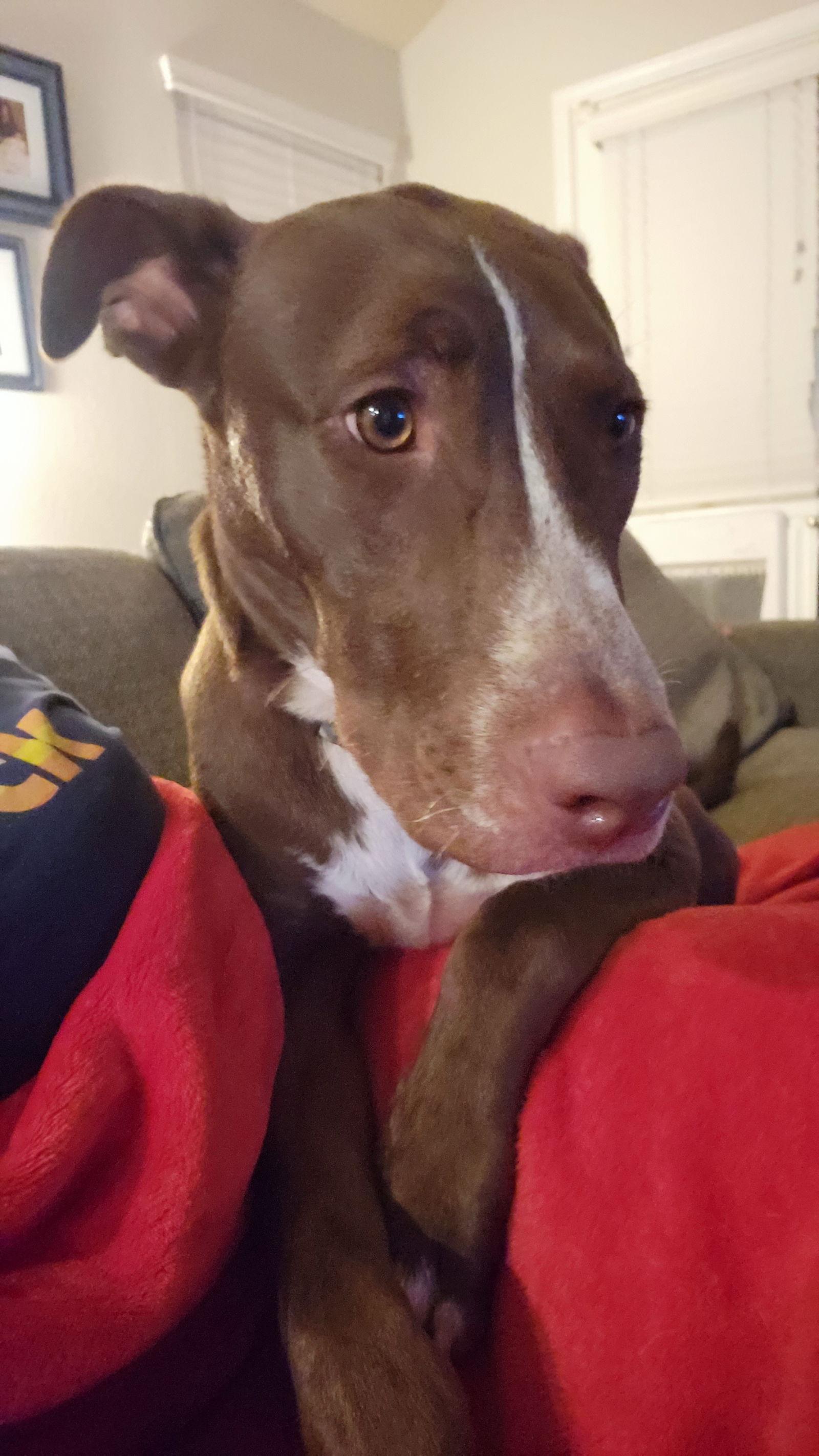 Enlarge Teddy, a Adoptable mixed breed in The Woodlands, TX image 2/6