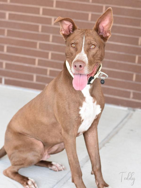 Teddy, a Adoptable mixed breed in The Woodlands, TX image 1/3