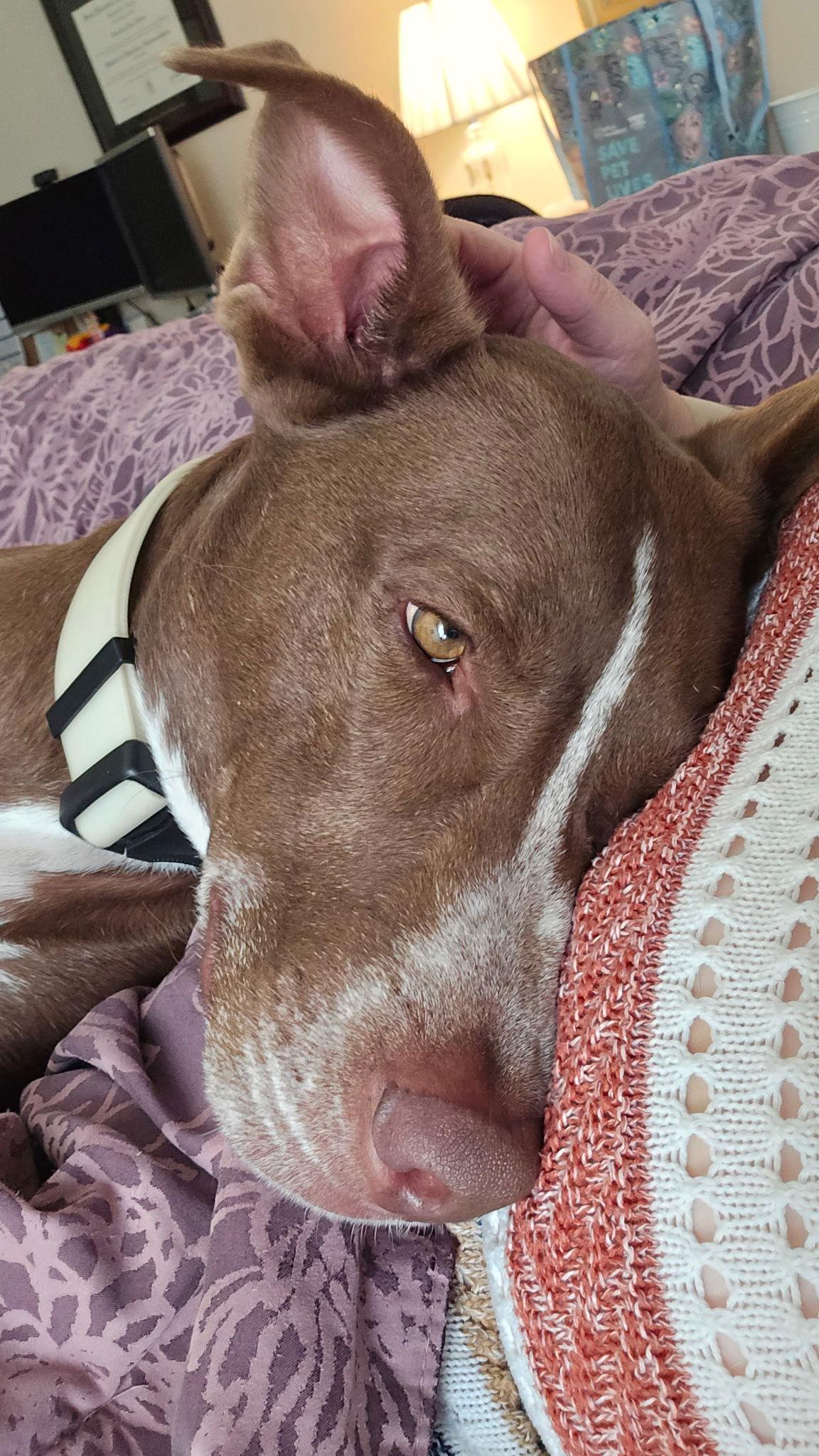 Teddy, a Adoptable mixed breed in The Woodlands, TX image 2/3