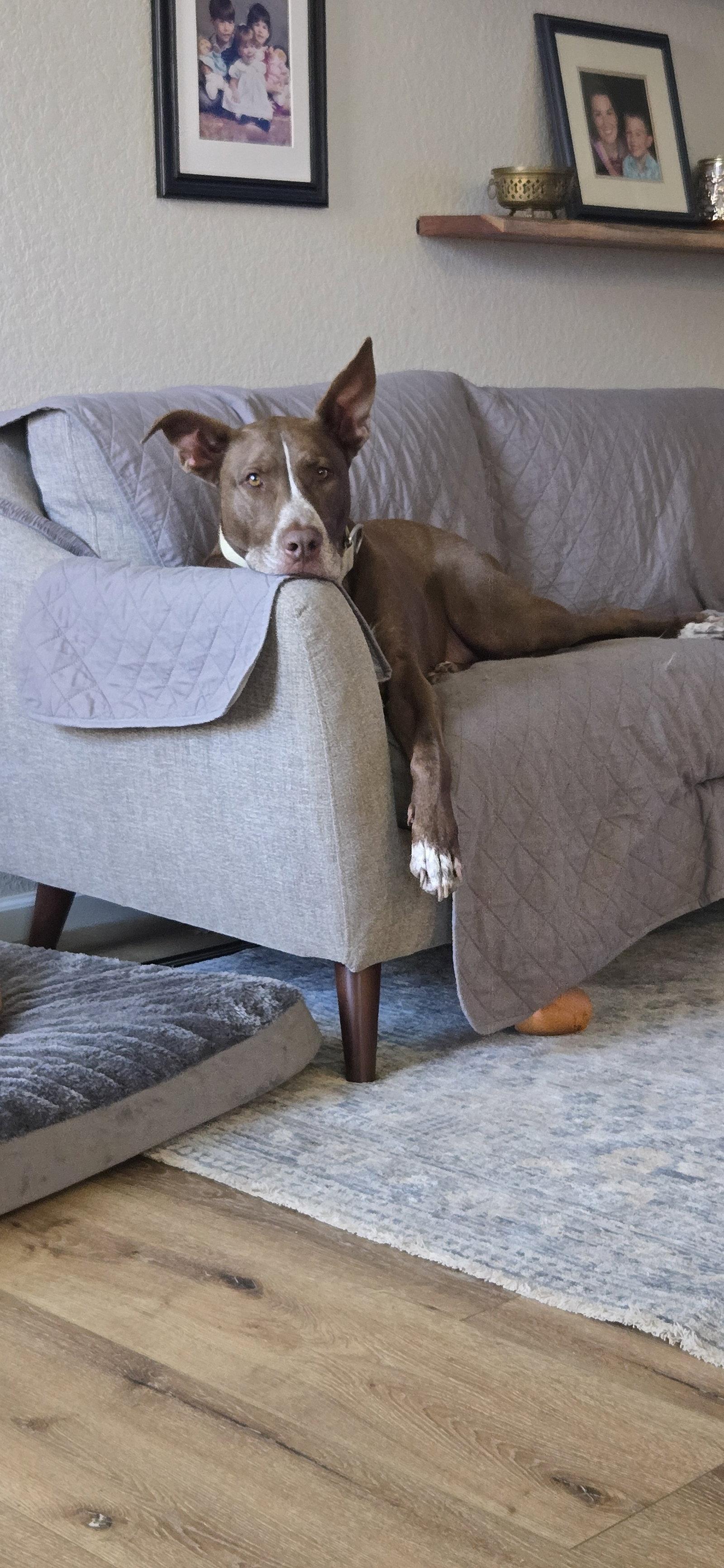 Teddy, a Adoptable mixed breed in The Woodlands, TX image 3/3