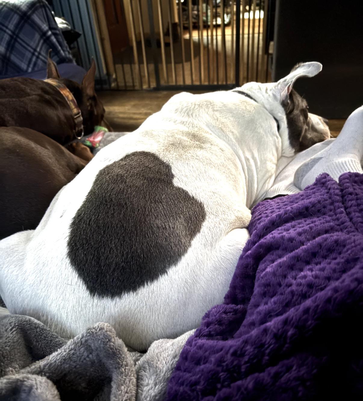 Enlarge Petunia, a ADOPTABLE mixed breed in Whitewater, WI image 5/5