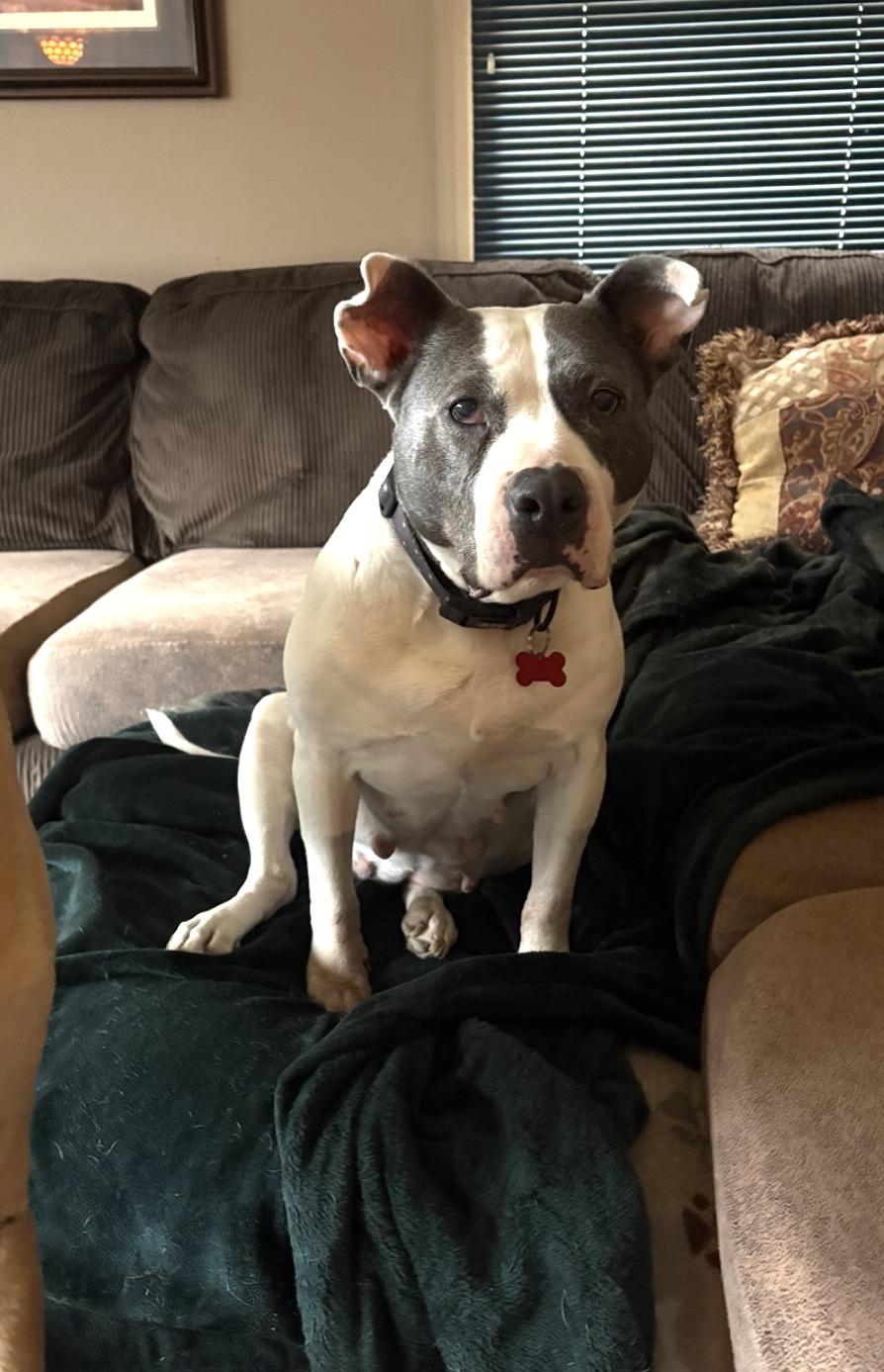 Enlarge Petunia, a ADOPTABLE mixed breed in Whitewater, WI image 1/5