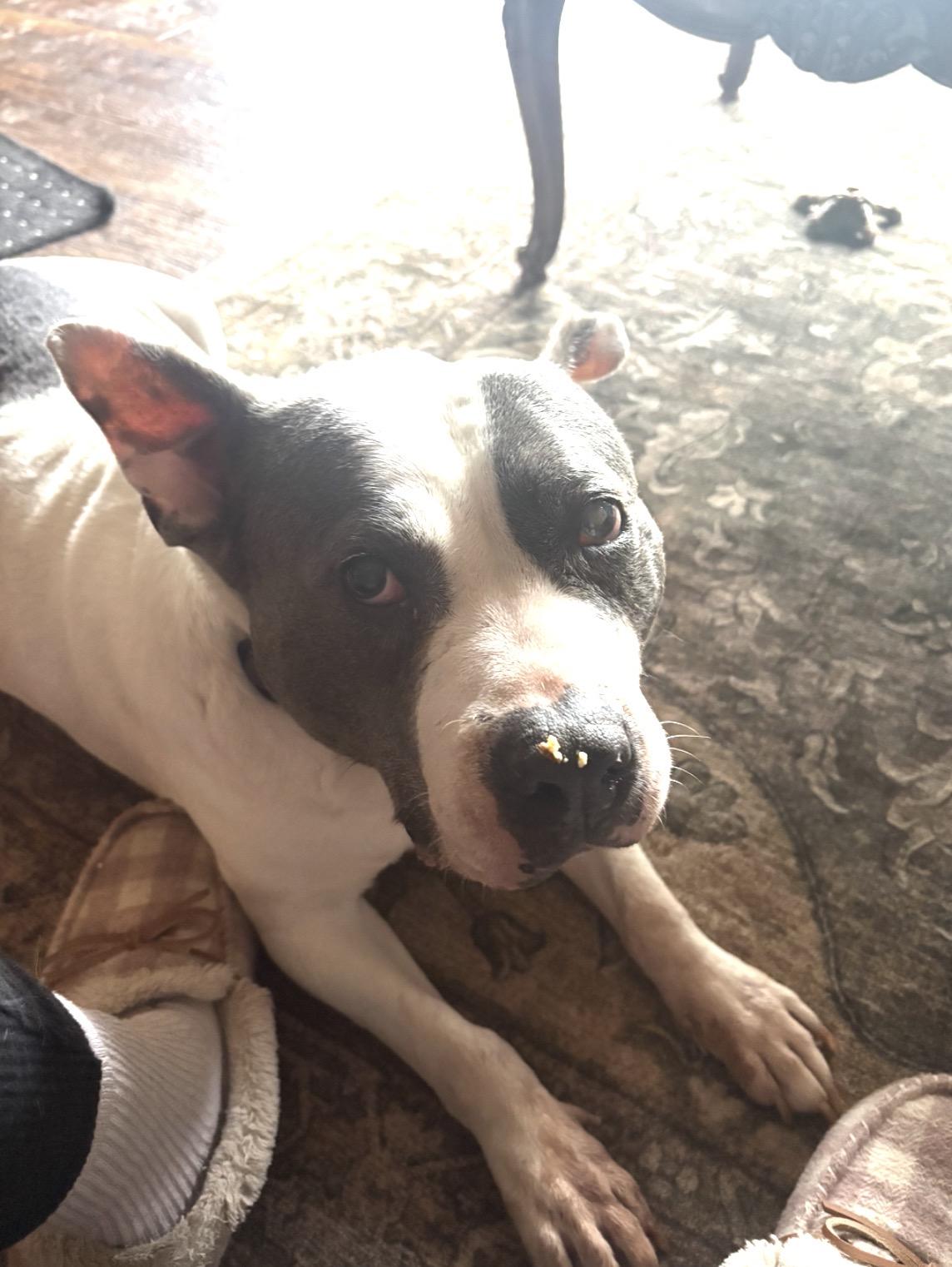 Enlarge Petunia, a ADOPTABLE mixed breed in Whitewater, WI image 2/5