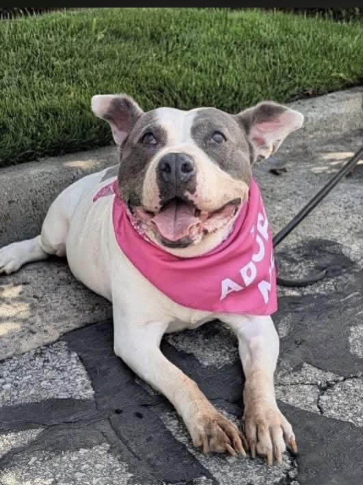 Petunia, a ADOPTABLE mixed breed in Whitewater, WI image 4/6