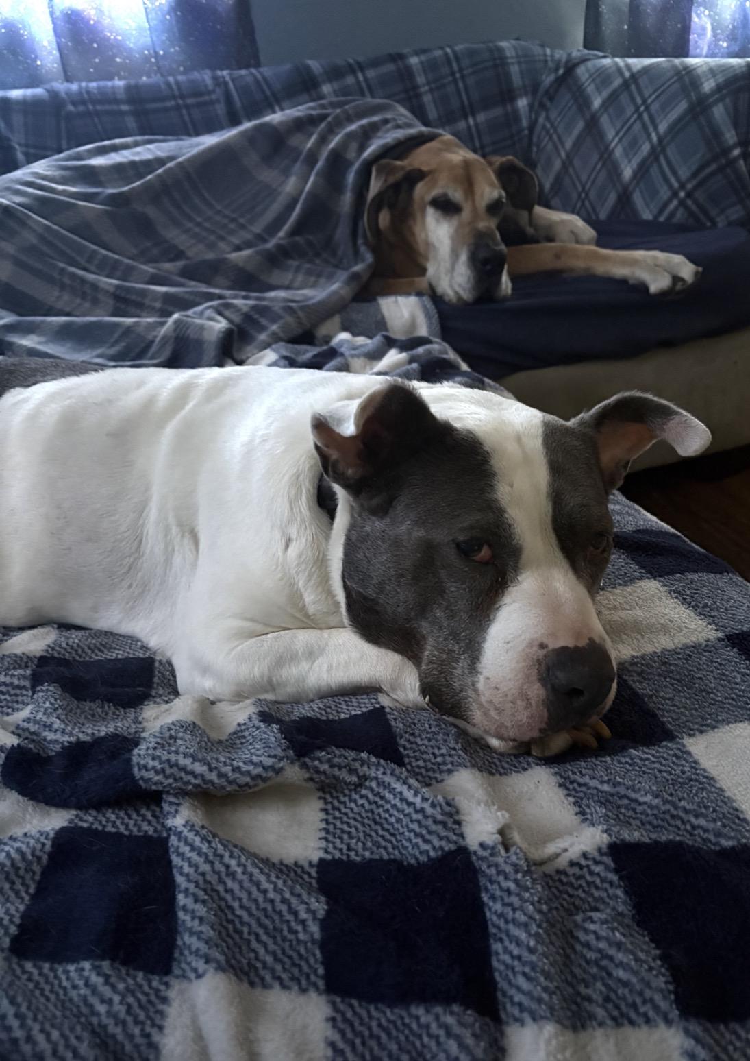 Enlarge Petunia, a ADOPTABLE mixed breed in Whitewater, WI image 4/5
