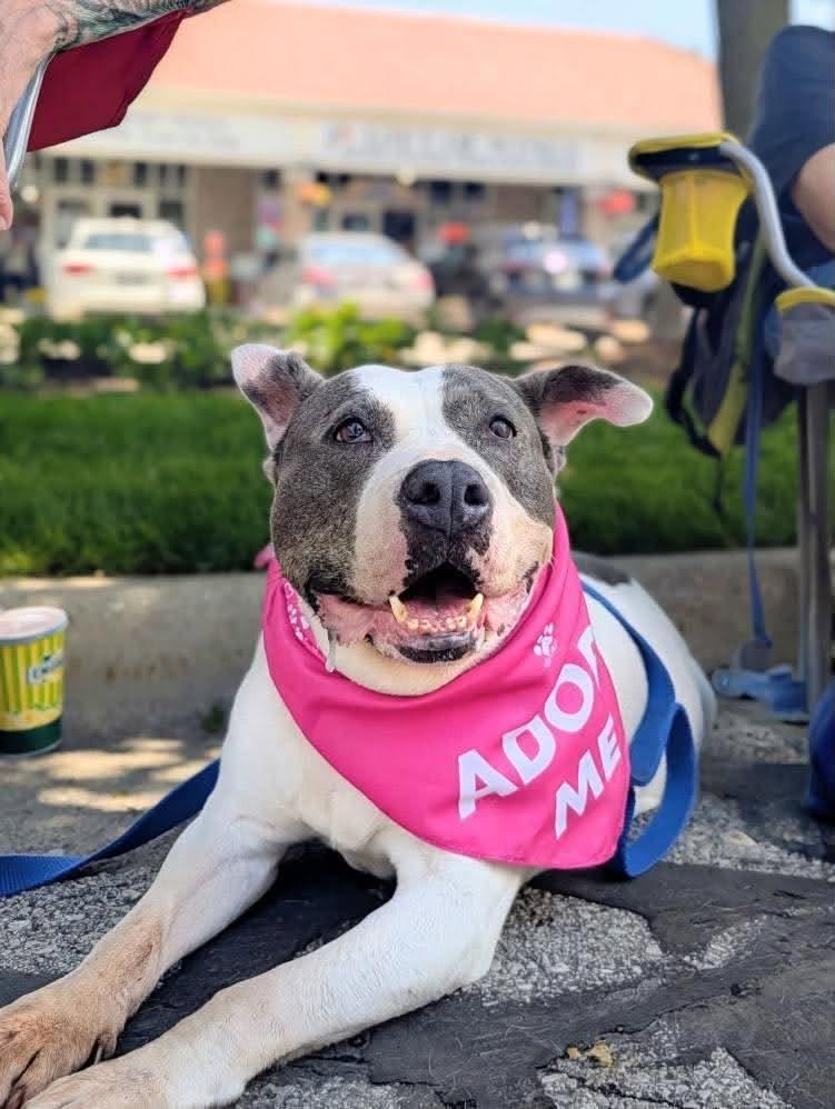 Petunia, ADOPTABLE, Senior Female American Bulldog.