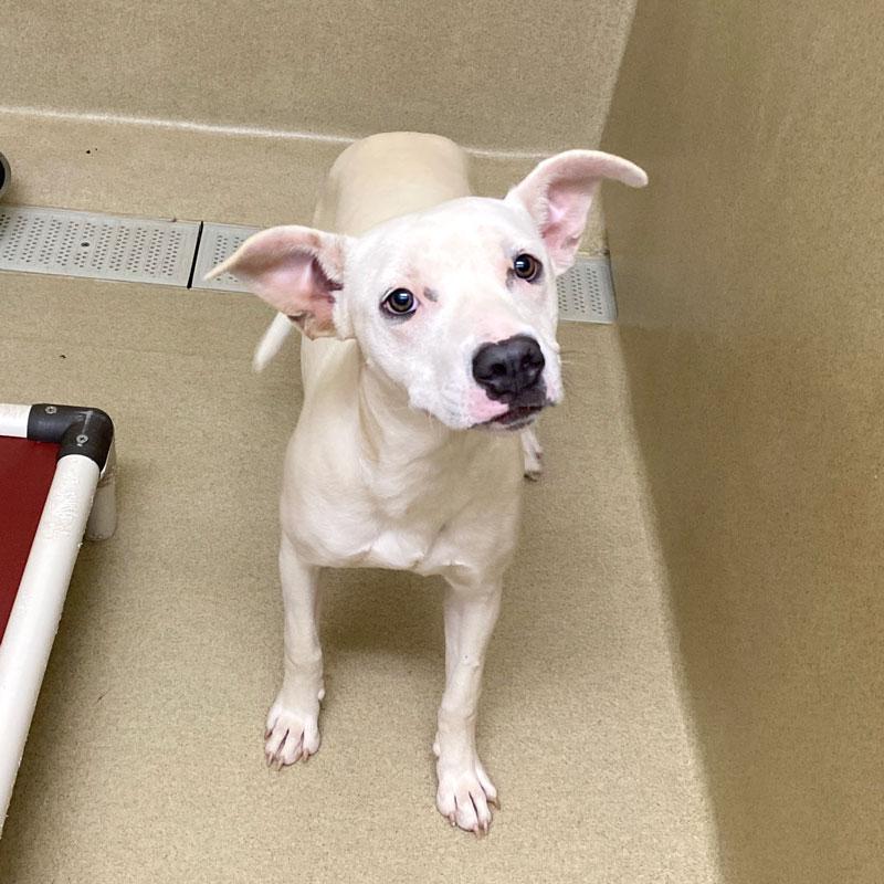 Halle #23025, a ADOPTABLE mixed breed in Monroe, GA image 2/3