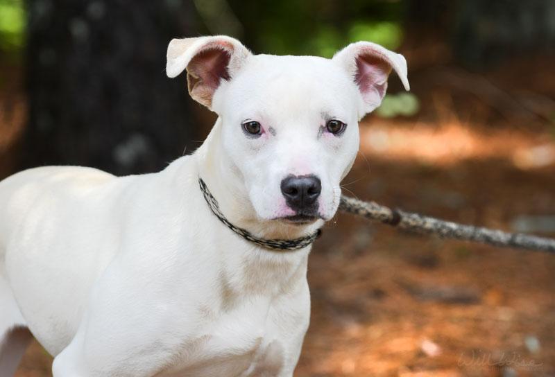 Halle #23025, a ADOPTABLE mixed breed in Monroe, GA image 1/3