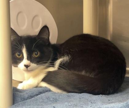 Honey Badger, Adoptable, Kitten Female Domestic Short Hair & Domestic Short Hair.