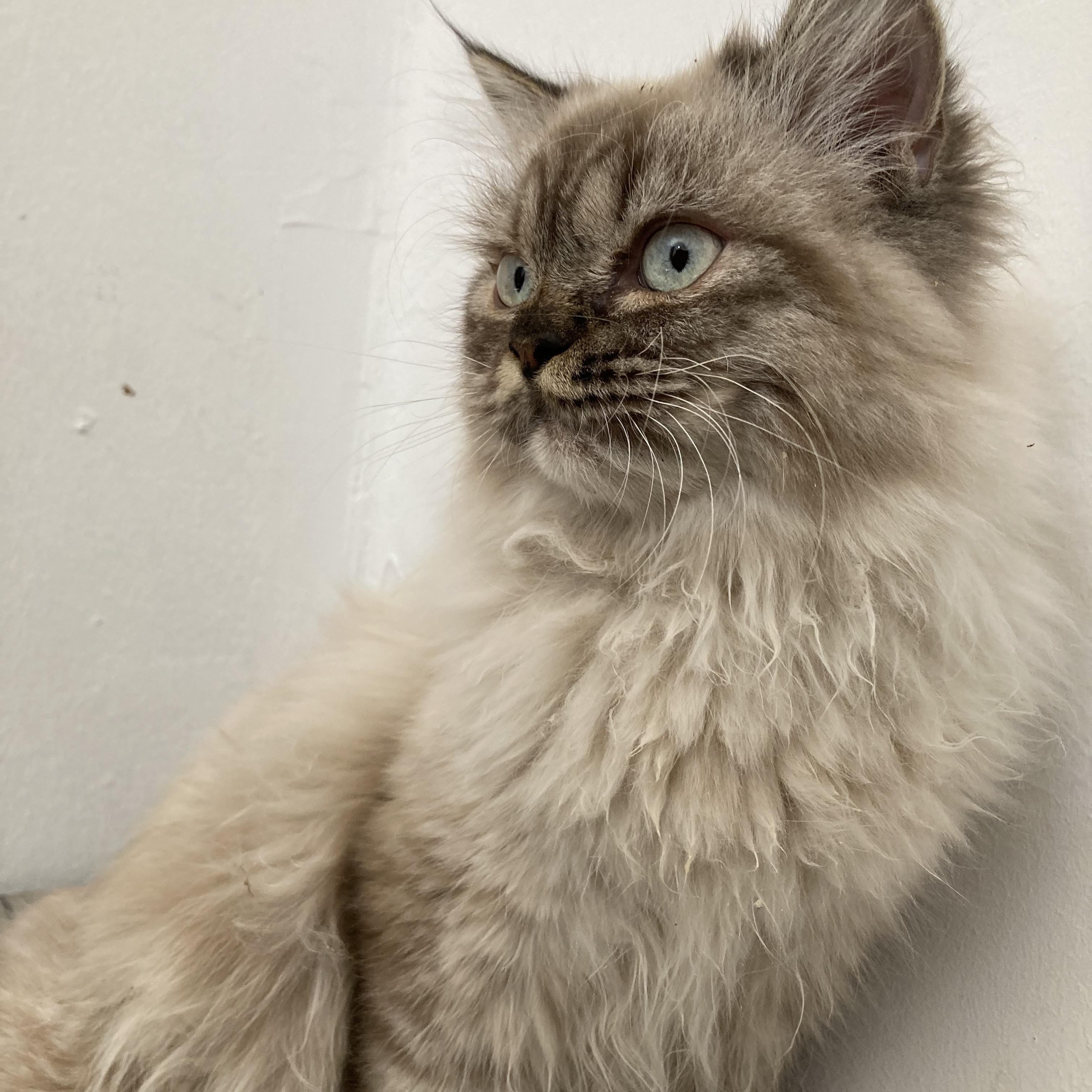 Enlarge Charles, an adoptable mixed breed in North York, ON image 2/4