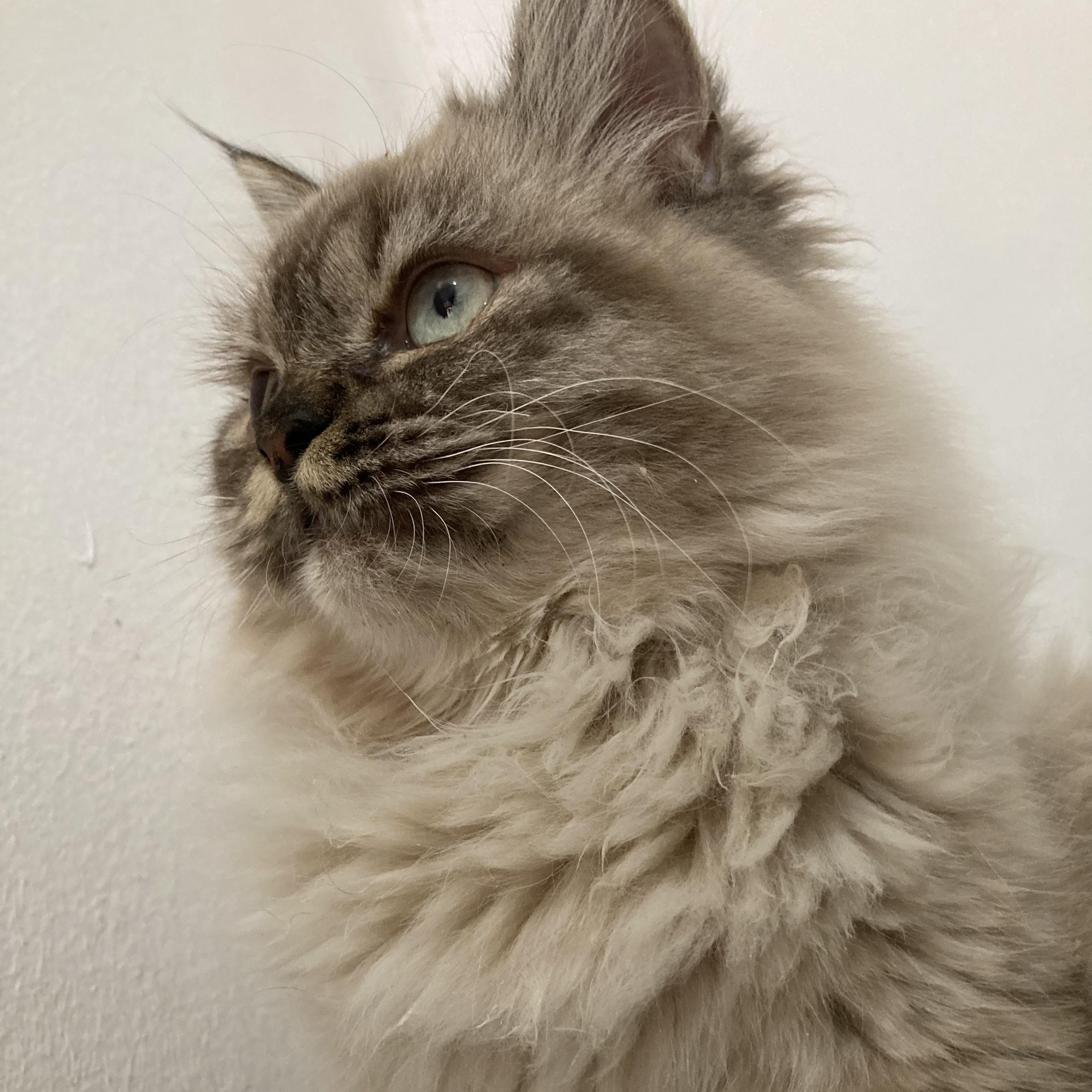 Enlarge Charles, an adoptable mixed breed in North York, ON image 4/4