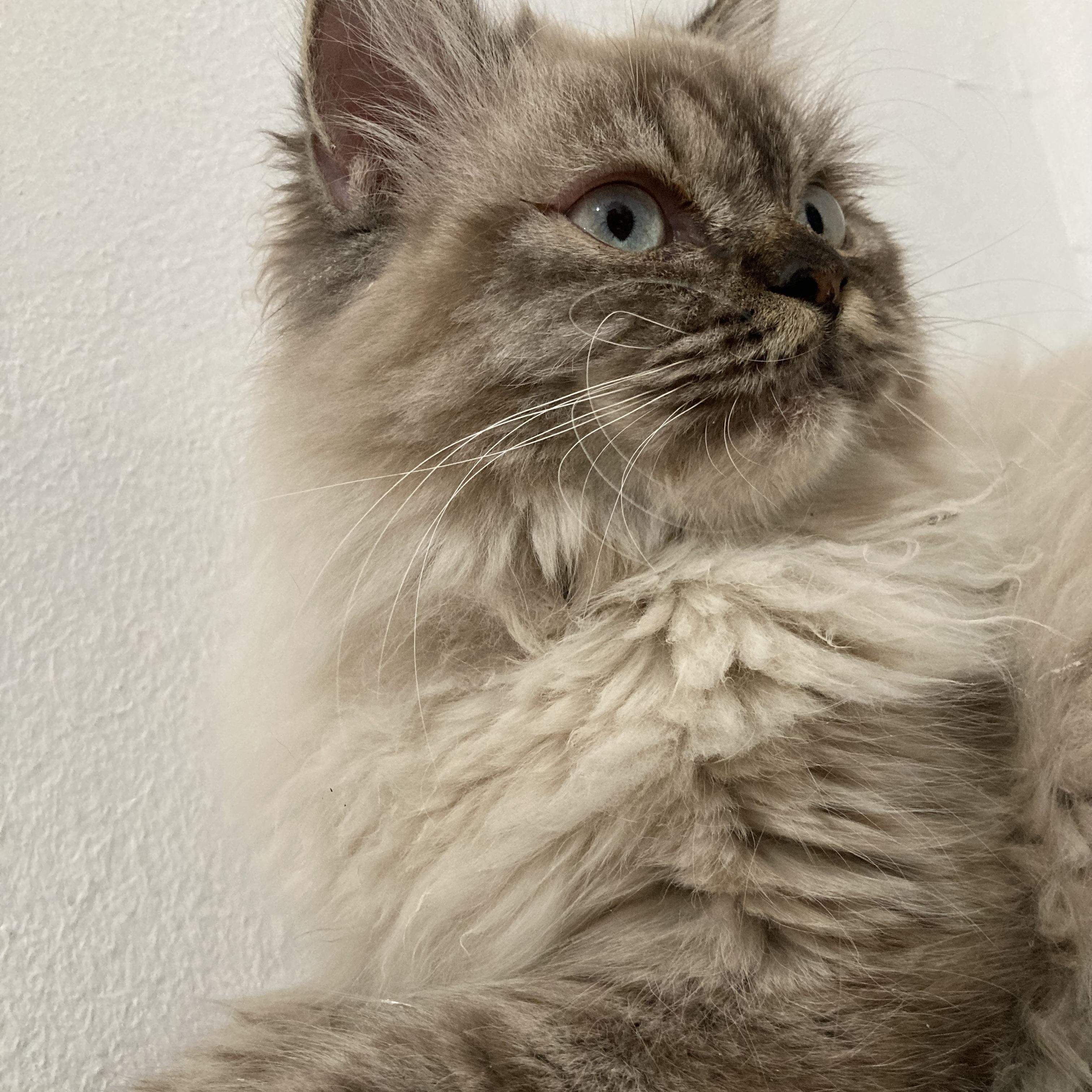 Enlarge Charles, an adoptable mixed breed in North York, ON image 3/4