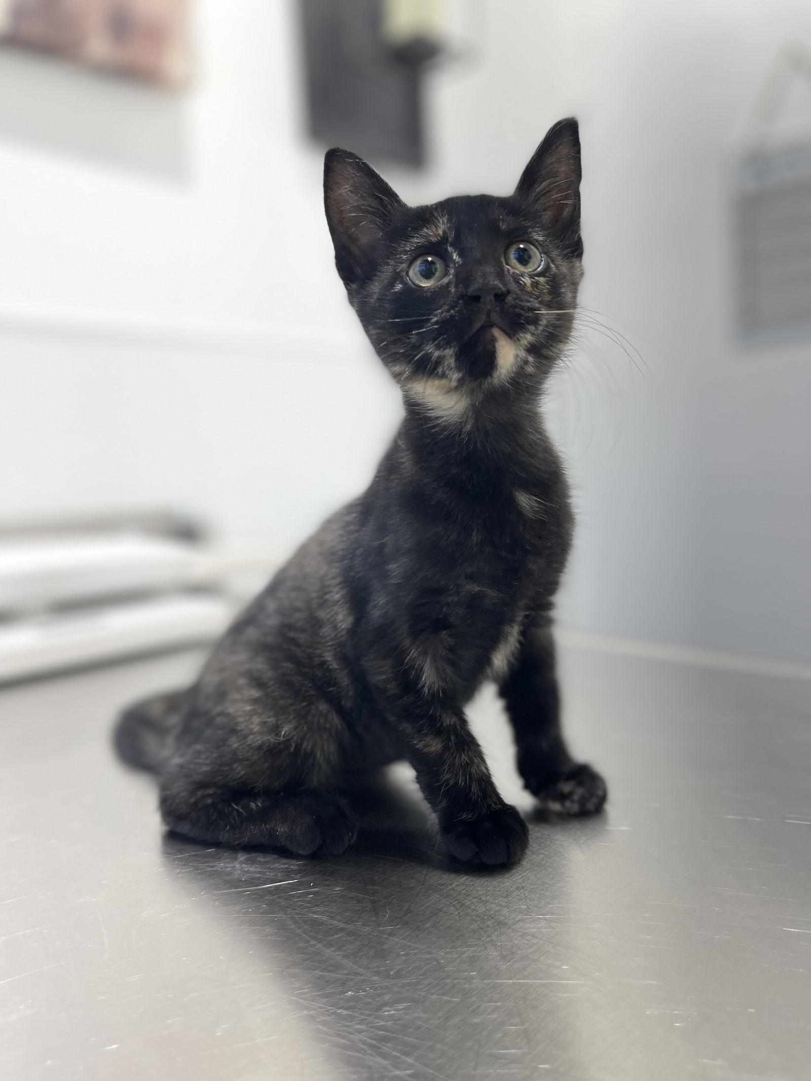 Tootie, Adoptable, Kitten Female Domestic Short Hair & Tortoiseshell.
