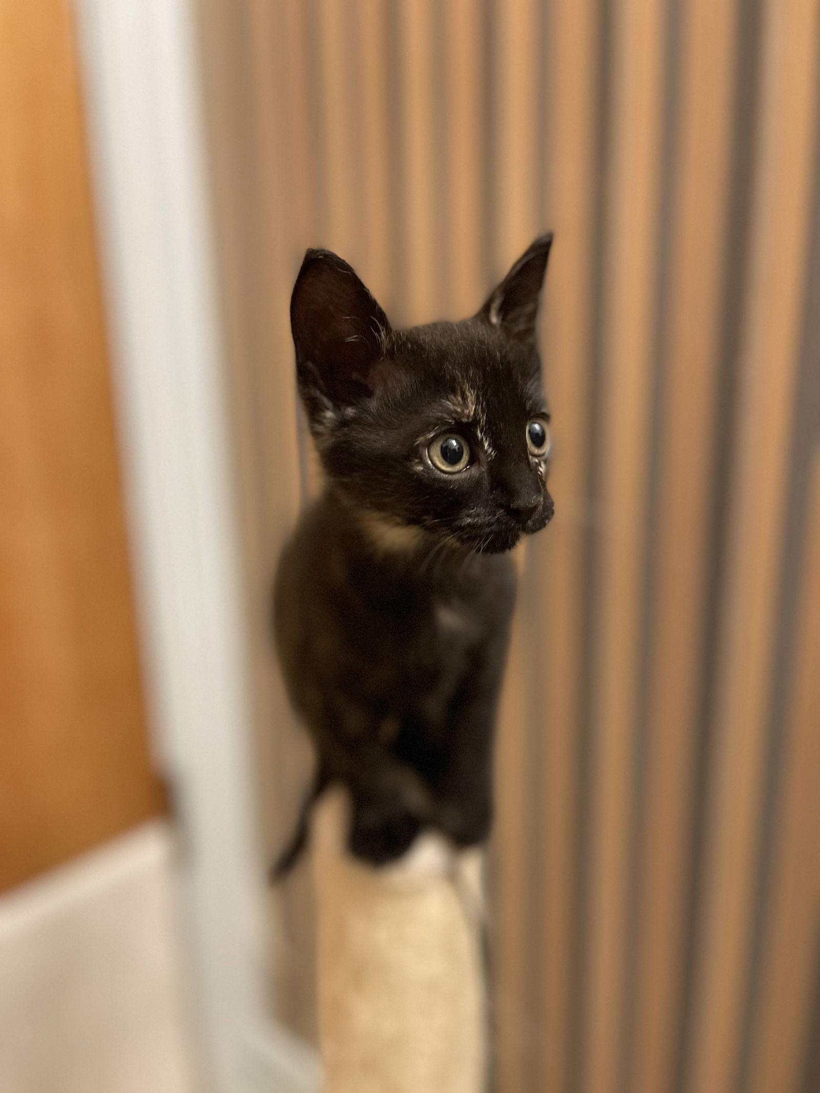 Enlarge Tootie, a Adoptable mixed breed in Mesquite, TX image 2/2