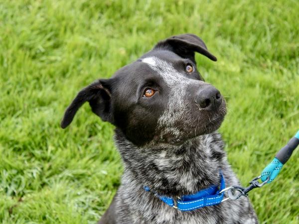 Enlarge JAMES BOND, a Adoptable mixed breed in Martinez, CA image 1/1