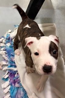 Enlarge Butter Bean, an adopted Pit Bull Terrier in Mason City, IA image 1/2